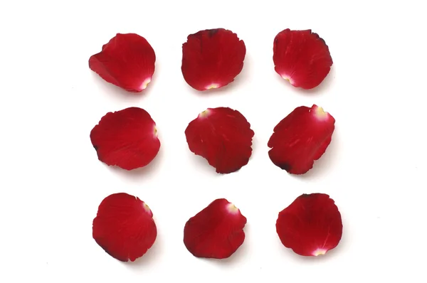 Petals of a rose — Stock Photo, Image