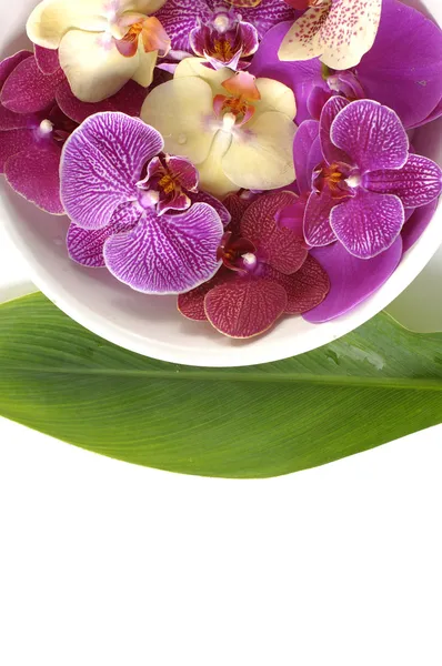 Bowl of colorful orchid — Stock Photo, Image