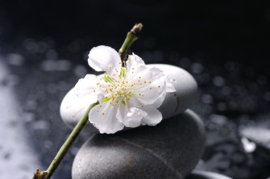 taşlar ve beyaz çiçek