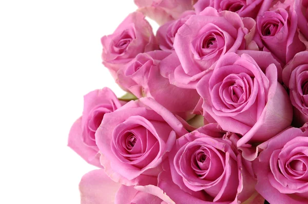 Pink rose blossoms — Stock Photo, Image