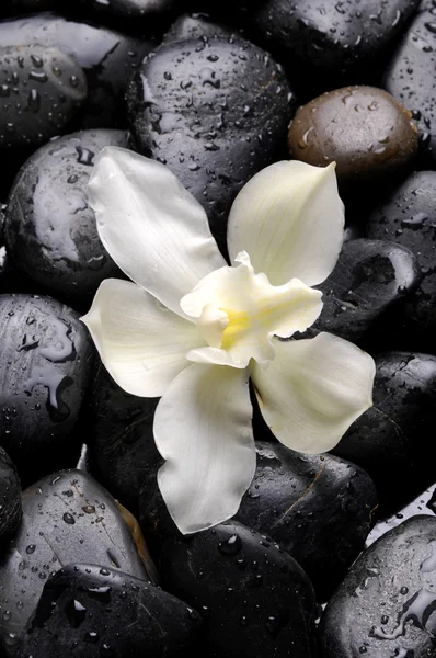 Witte camellia en stenen — Stockfoto