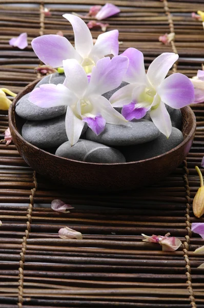 Vackra orkidé och stenar — Stockfoto