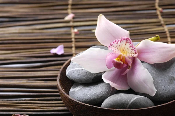 Orchids and stone — Stock Photo, Image