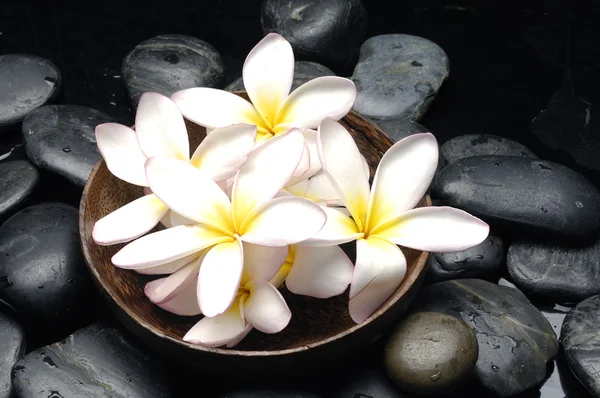 Bowl of frangipani — Stock Photo, Image