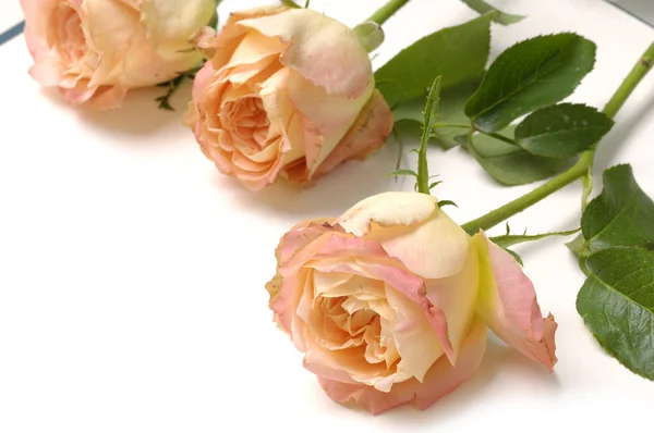 Orange roses — Stock Photo, Image