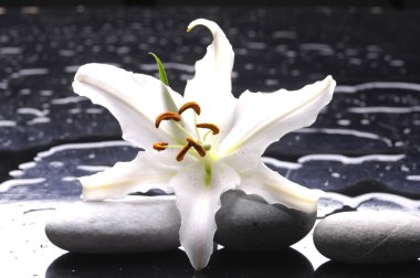 Madonna lily