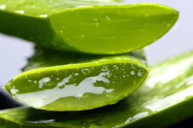 aloe dilim yeşil yaprak