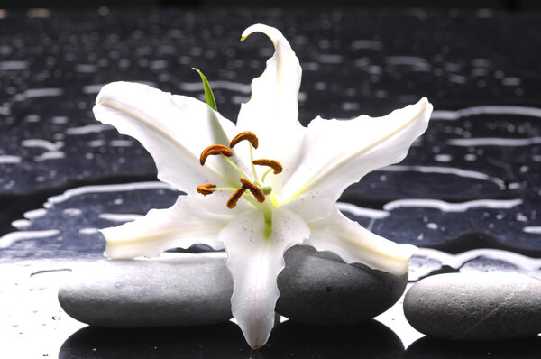 madonna lily