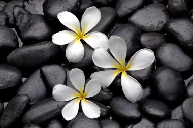 Frangipani çiçek