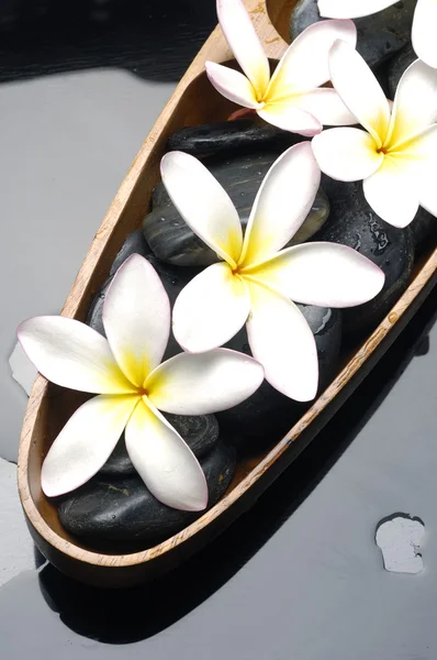 Still life frangipani flower — Stock Photo, Image