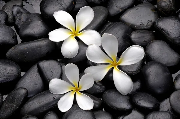 Frangipani çiçek