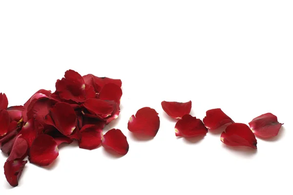 Rose petals — Stock Photo, Image