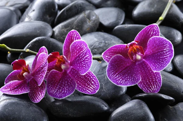 Спа-салон краси орхідея — стокове фото