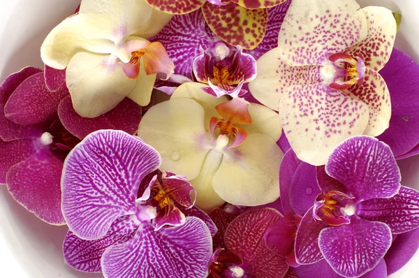 Orquídea colorida —  Fotos de Stock