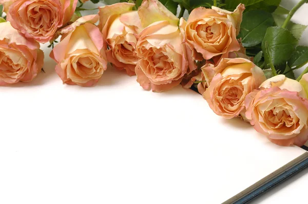 Růže s notebookem — Stock fotografie