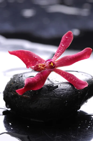 Orchid op stenen — Stockfoto