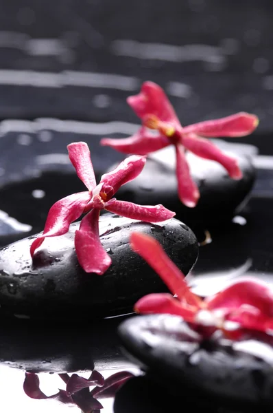 Orchid on stones — Stock Photo, Image