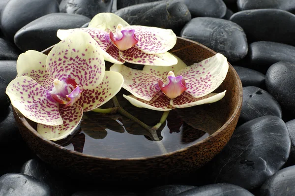 Orquídea em pedras — Fotografia de Stock
