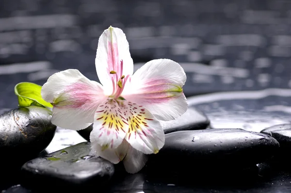 Orquídea sobre piedras —  Fotos de Stock