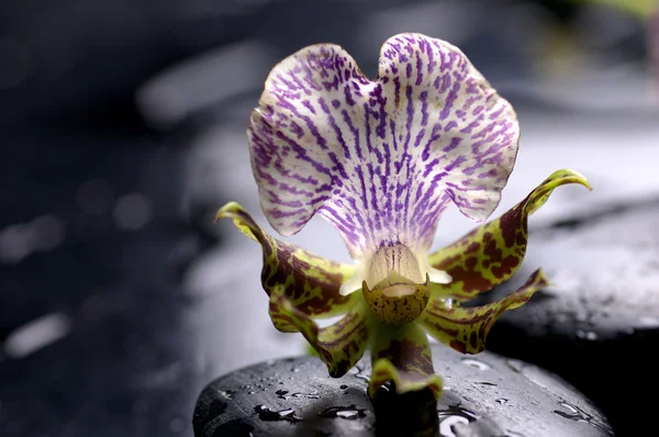 Orchidea su pietre — Foto Stock