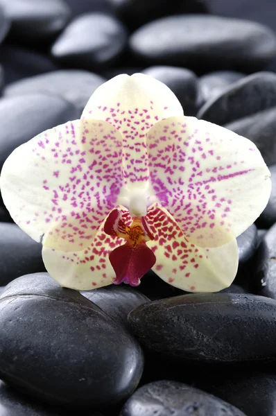 Orchidea su ciottoli — Foto Stock