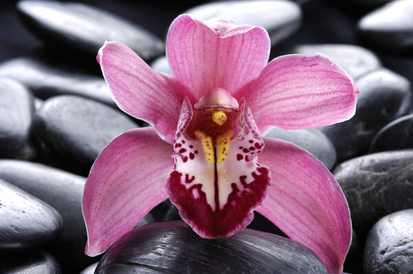 Орхидея на гальке
