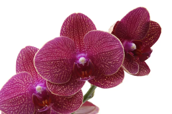 Orquídea ramificada —  Fotos de Stock