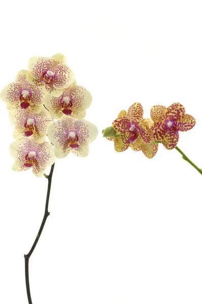 Відділення орхідея — стокове фото