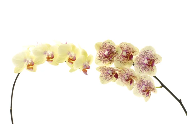 Şube orkide — Stok fotoğraf