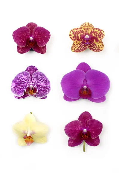 Орхідеї колекції — стокове фото