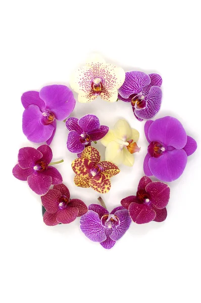 Orchid collection — Stock Photo, Image