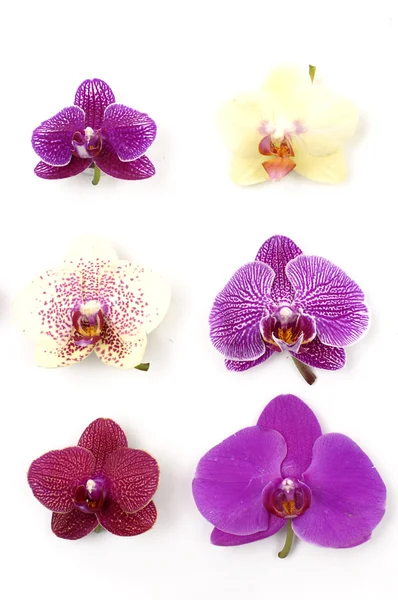 Colección de orquídeas —  Fotos de Stock
