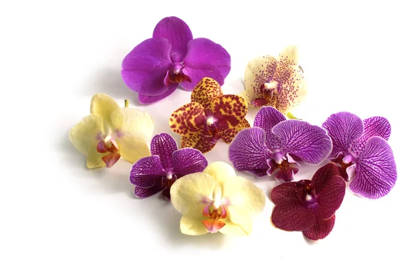 Орхідеї колекції — стокове фото