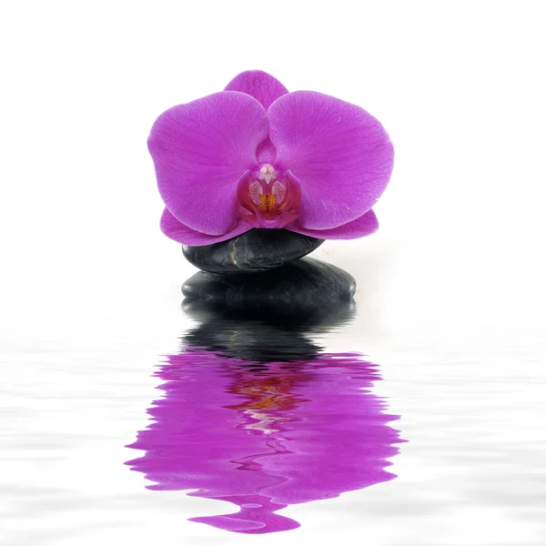 Schönheit Orchidee und Stein — Stockfoto