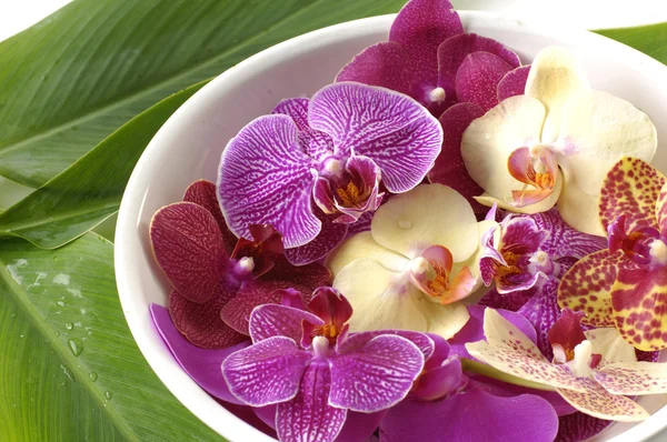 Orquídea en tazón —  Fotos de Stock