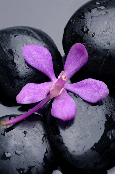 Krása orchidejí a kámen — Stock fotografie