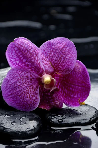 Orquídea de beleza e pedra — Fotografia de Stock