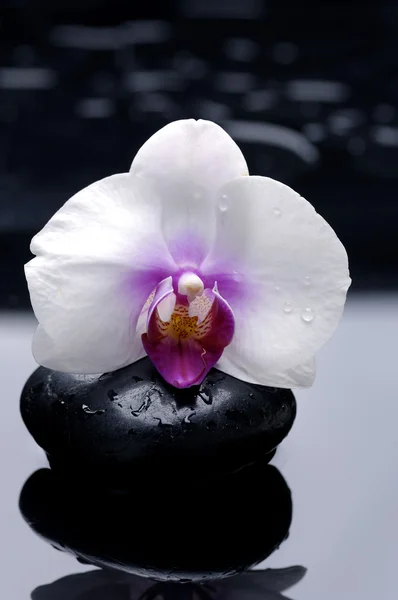 Orquídea de beleza e pedra — Fotografia de Stock