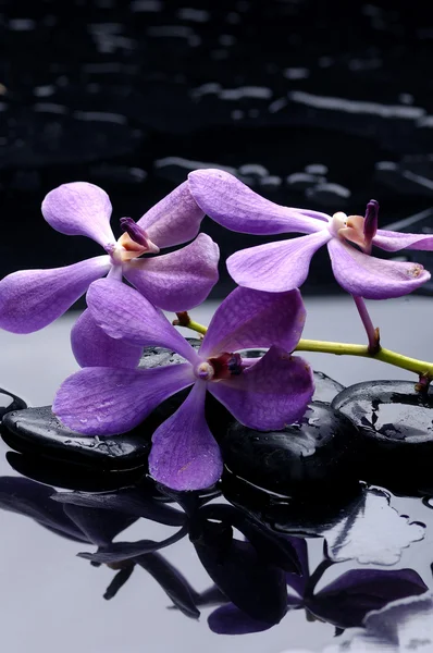 Schönheit Orchidee und Stein — Stockfoto