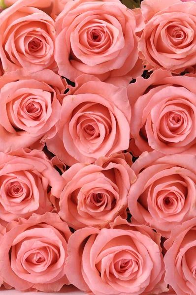 Mehrere rosa Rosen — Stockfoto