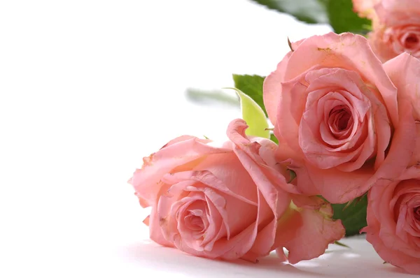 Bouquet di rosa — Foto Stock