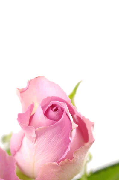 Roze roos — Stockfoto