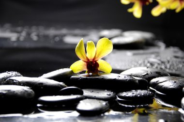 Orkide terapi taşlarla