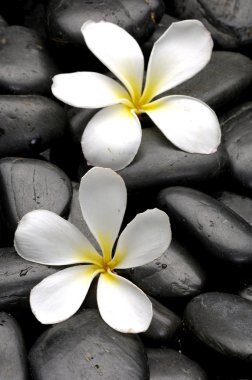 Çakıl taşları üzerinde Frangipani çiçekleri