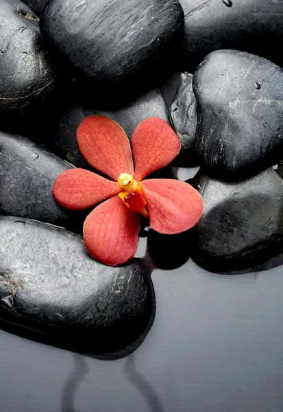 Орхидея с лечебными камнями — стоковое фото