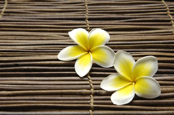 Frangipani çiçek — Stok fotoğraf