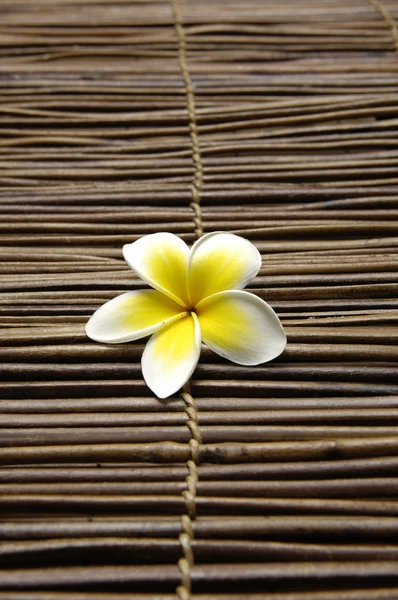 Frangipani-Blüte — Stockfoto