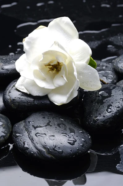Camellia on pebble — Stock Photo, Image