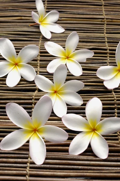 Frangipani flower — Stock Photo, Image