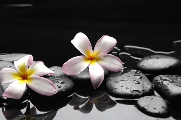 자갈 위에 꽃을 피우는 프란 지파니 — 스톡 사진